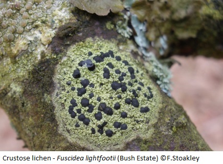 Crustose lichen