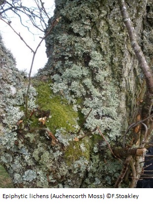 Epiphytic lichens 