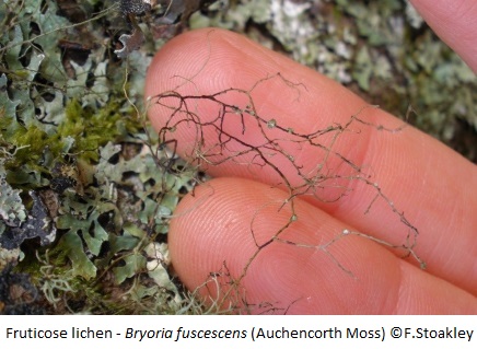 Fruticose lichen 